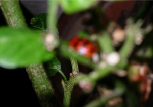 The ladybug is blurry but beautiful
