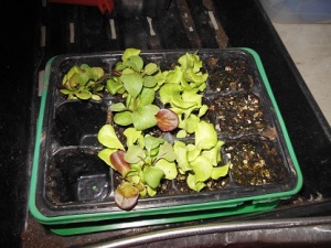 sprouts to transplant
